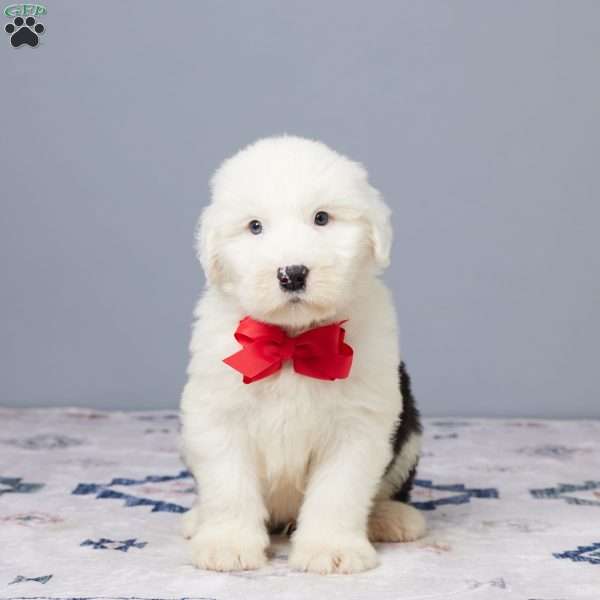 Mannie, Old English Sheepdog Puppy